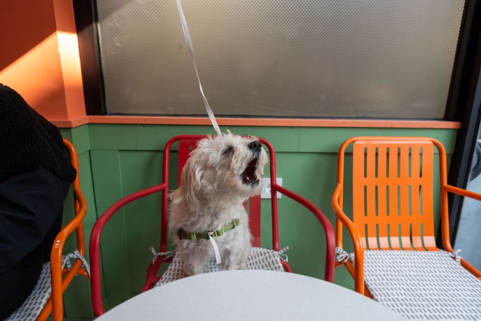 Seoul pet friendly cafe terrace - Seoul Lifestyle