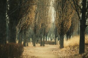 yeonnam-dong-residential-park-walk-1